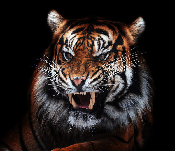 Ferocious Mean Tiger Wrap Vinyl Graphic Decal Sticker Wrap Truck Car